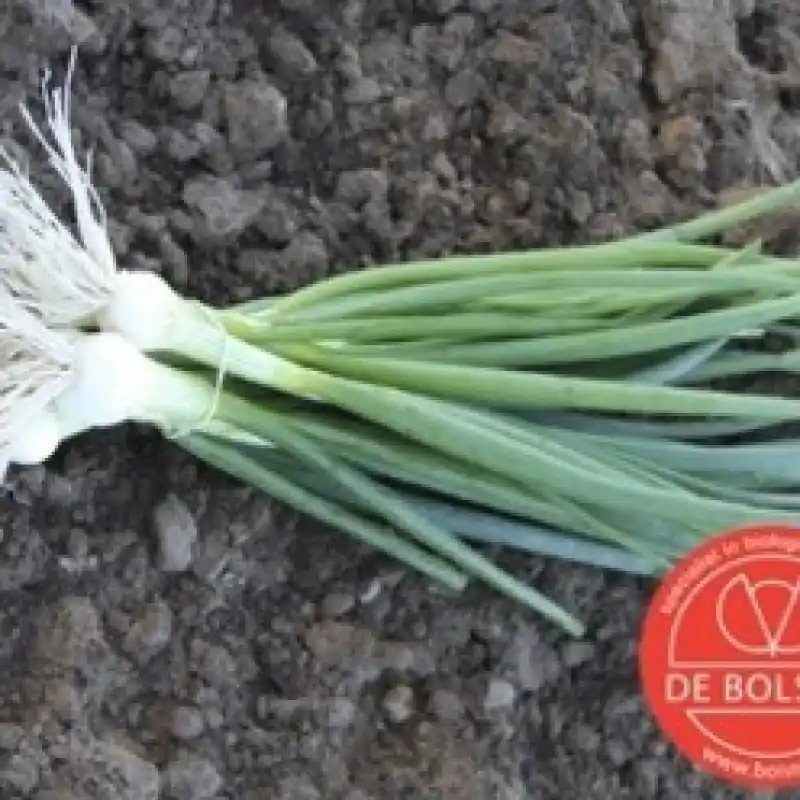 Bosui, Allium cepa ‘White Lisbon‘ -zaden- | Voorraad bijna op