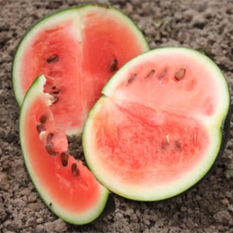 Watermeloen Sugar baby, Citrullus lanatus -zaden- | Topkwaliteit