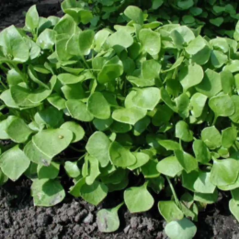 Nu beschikbaar - Winterpostelein, Claytonia perfoliata -zaden-