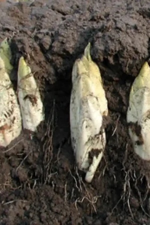 Witlof Hollandse Middelvroeg, Cichorium intybus var. foliosum -zaden- - Populair bij klanten