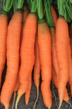 Zomerwortel Amsterdamse Bak 2, Daucus carota sativus -zaden- | Premium