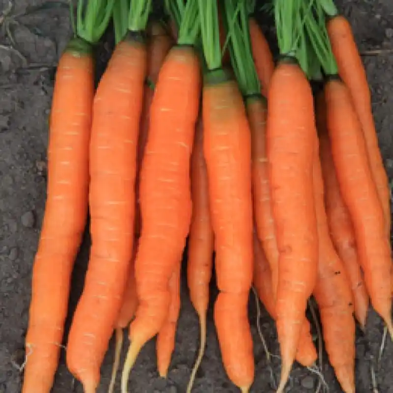 Zomerwortel Amsterdamse Bak 2, Daucus carota sativus -zaden- | Premium