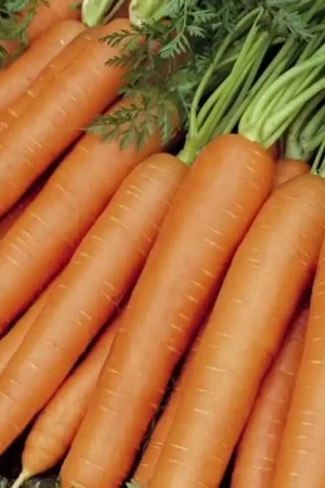 Zomerwortel, Daucus carota sativus ‘Nantes 2‘ -zaden- - Extra korting