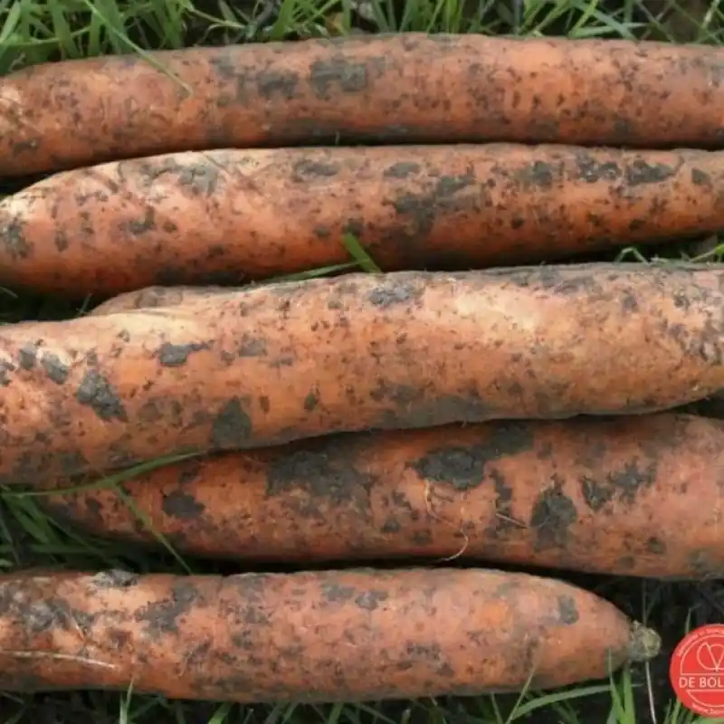 Verlaagde prijs - Winterwortel, Daucus carota sativus ‘Flakkeese 2‘ -zaden-