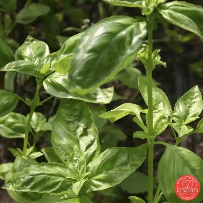 Basilicum, Ocimum basilicum ‘Genovese‘ -zaden- - Lage prijs