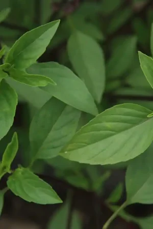 Actie - Basilicum, Ocimum basilicum ‘Thais‘ -zaden-