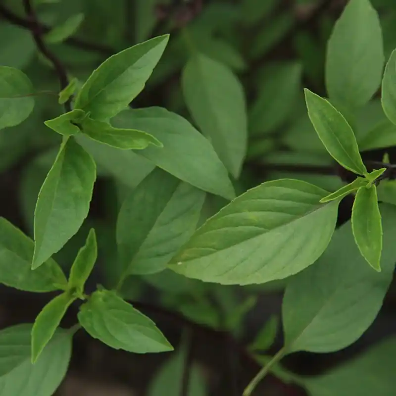 Actie - Basilicum, Ocimum basilicum ‘Thais‘ -zaden-