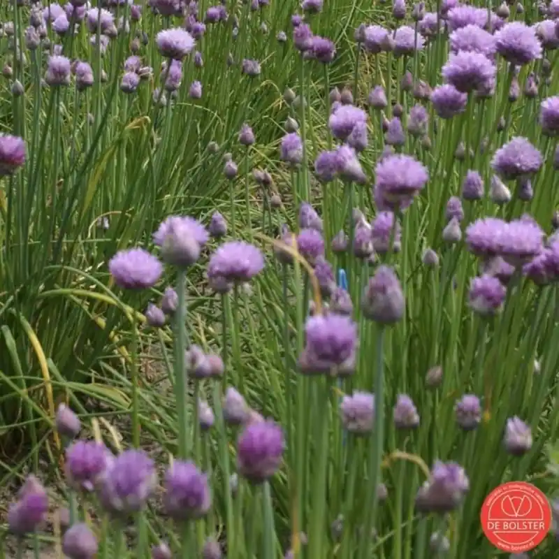 Hoog gewaardeerd | Bieslook fijn, Allium schoenoprasum -zaden-