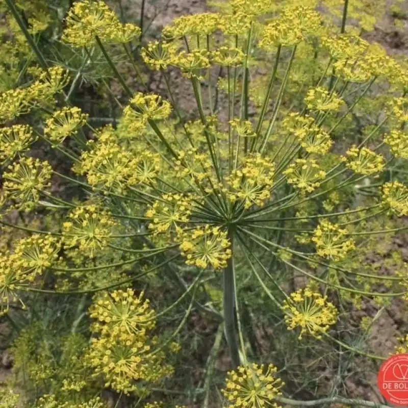 Dille, Anethum graveolens -zaden- - Voeg toe aan winkelwagen