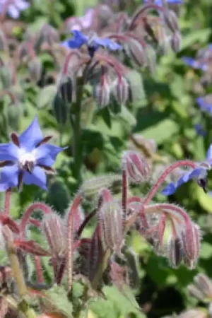 Actie loopt bijna af | Komkommerkruid, Borago officinalis -zaden-
