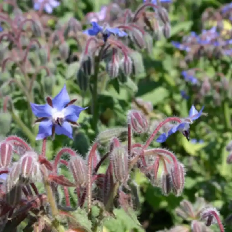 Actie loopt bijna af | Komkommerkruid, Borago officinalis -zaden-