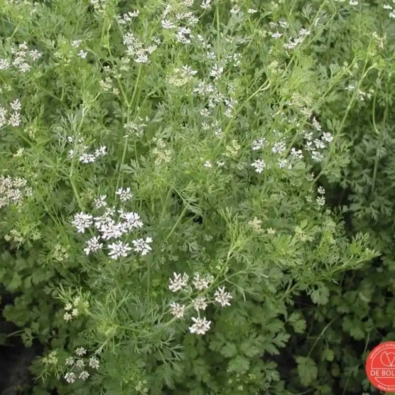Voordeelprijs | Koriander, Coriandrum sativum -zaden-
