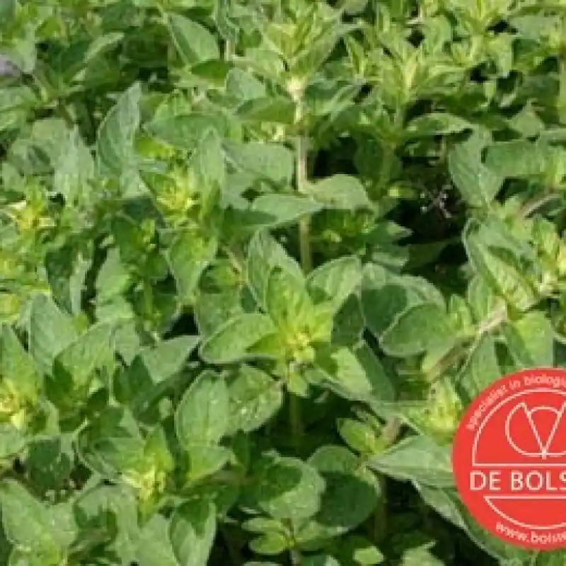Rechtstreeks van de fabrikant - Wilde marjolein, Origanum vulgare -zaden-