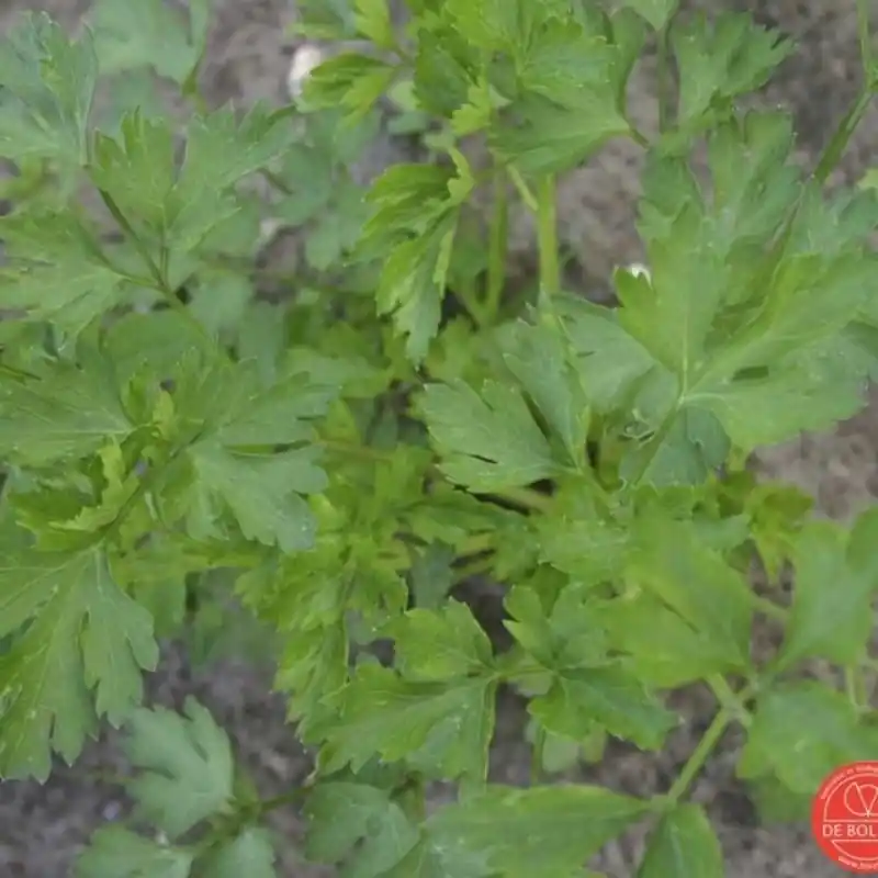 Sale | Peterselie, Petroselinum crispum var. naepolitanum ‘Gigante d‘Italia‘ -zaden-