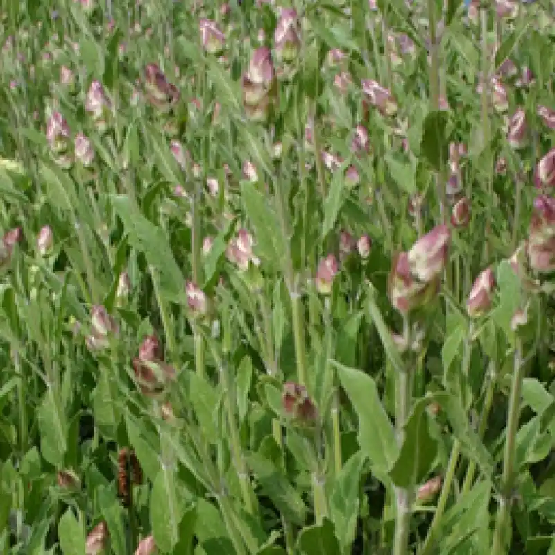 Nog maar een paar beschikbaar | Salie, Salvia officinalis -zaden-