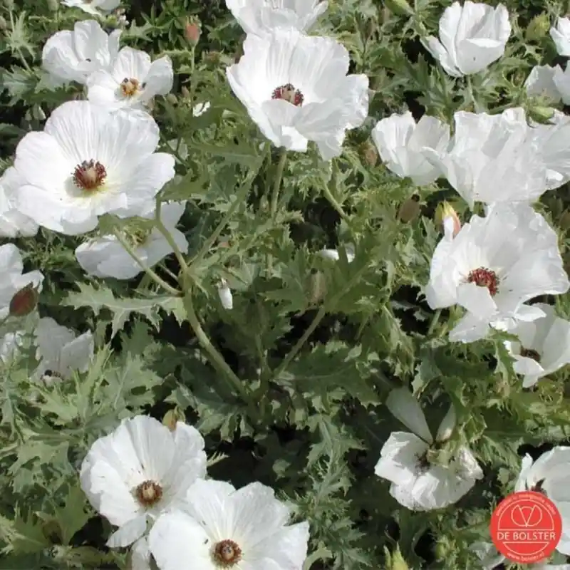 Topprijs | Argemone polyanthemos, Stekelpapaver -zaden-