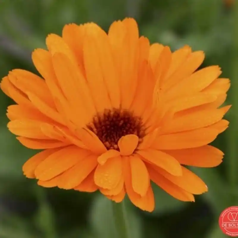 Calendula officinalis, Goudsbloem -zaden- - Laatste kans