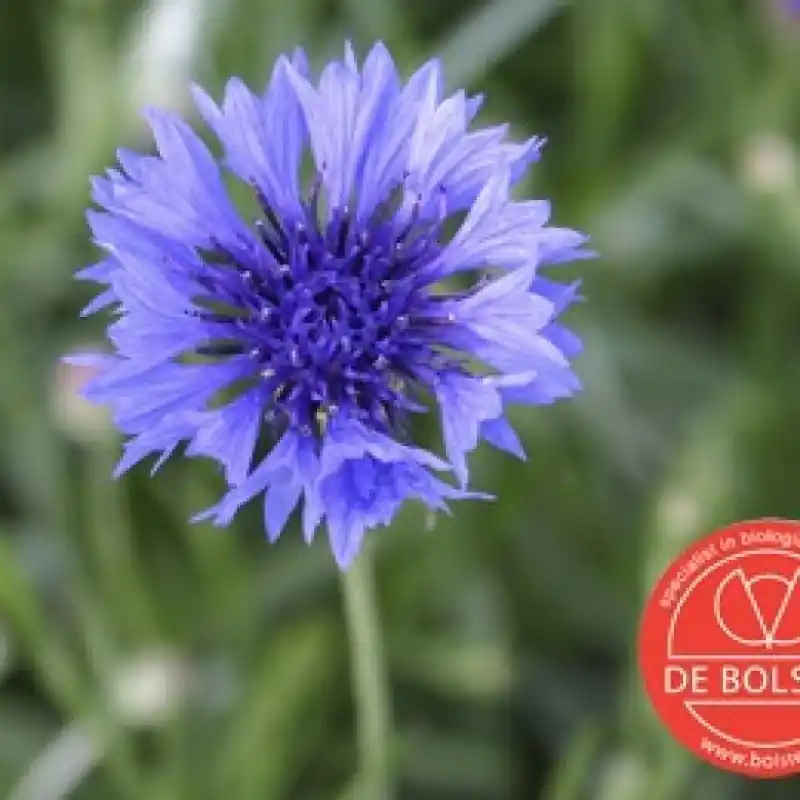 Centaurea cyanus, Korenbloem -zaden- | Nieuw