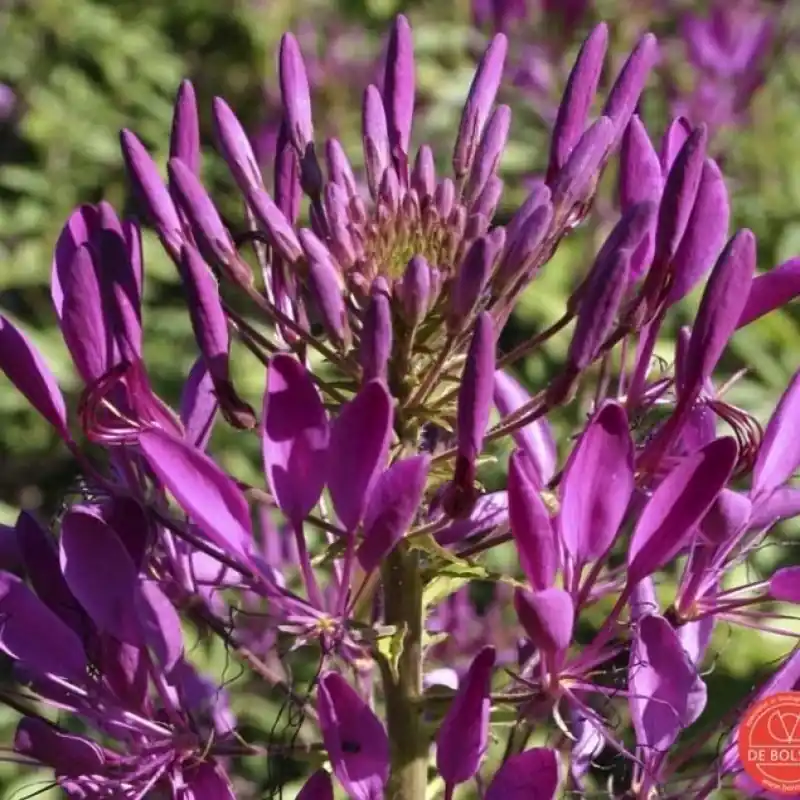 Cleome spinosa, Kattesnor paars -zaden- | Nieuw binnengekomen