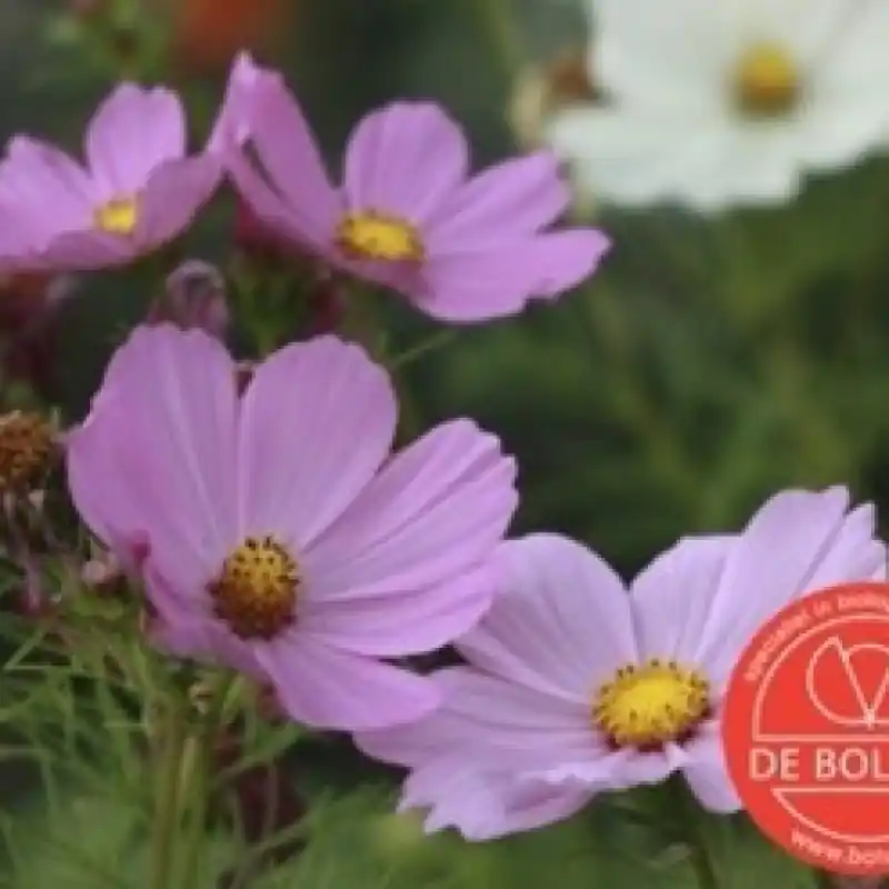 Cosmos bipinnatus, Cosmea gemengd -zaden- - Nieuw in het assortiment