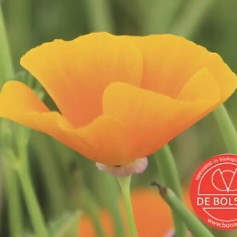 Goed beoordeeld - Eschscholzia californica, Slaapmutsje, oranje -zaden-
