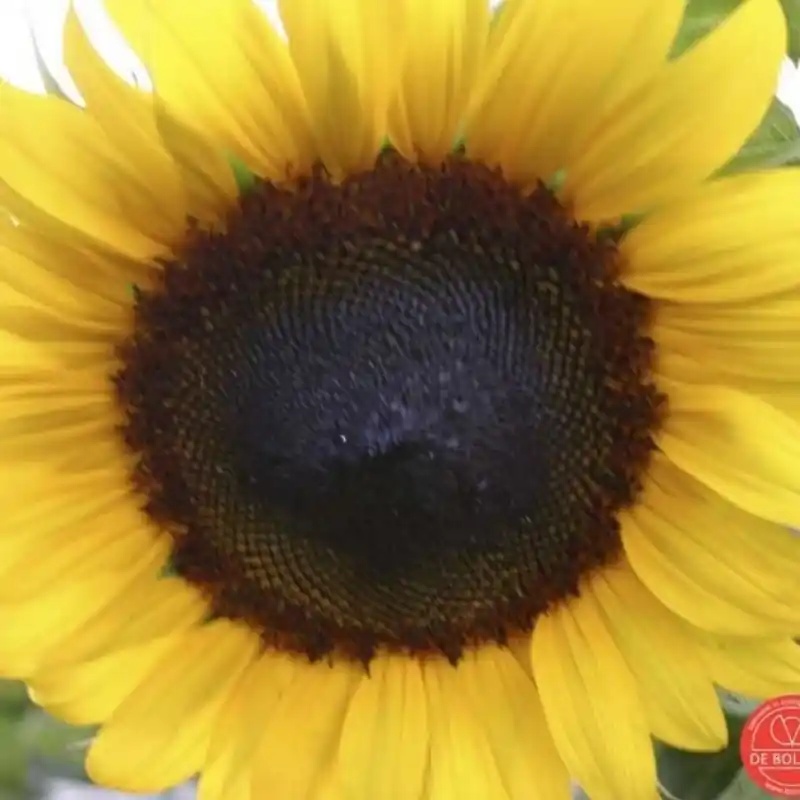 Koopje | Zonnebloem groot, Helianthus annuus -zaden-