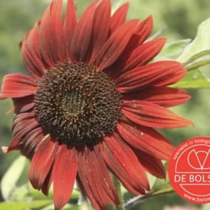 Helianthus annuus, Zonnebloem, middel, rood -zaden- | Nu beschikbaar