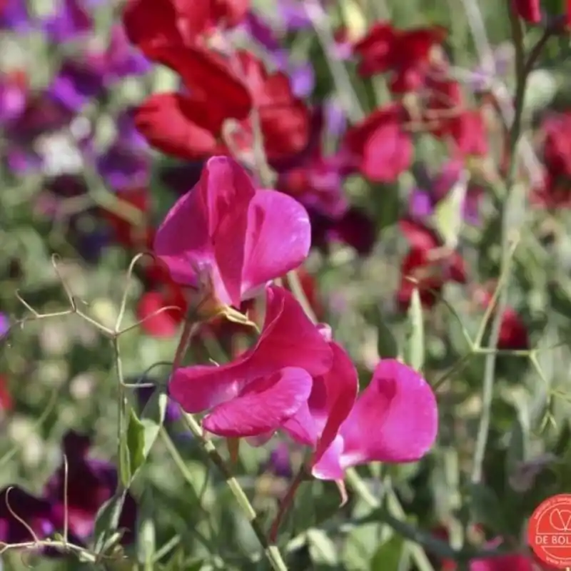 Nieuw - Lathyrus odoratus -zaden-