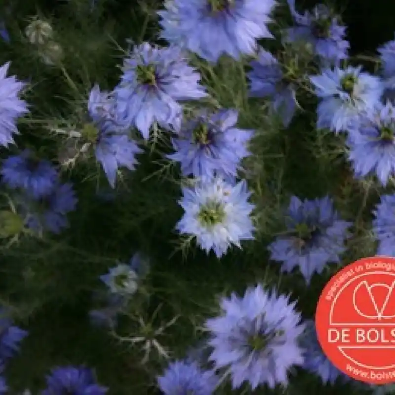 Nigella damascena, Juffertje in het groen -zaden- | Online bestelbaar