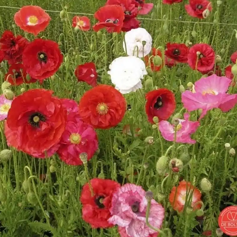 Korting | Papaver rhoeas Klaproos gemengd -zaden-