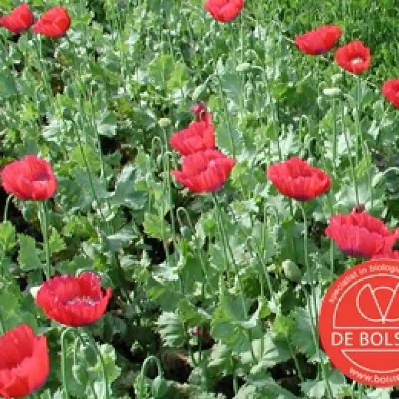 Papaver somniferum, Slaapbol, rood -zaden- | Gratis retourneren