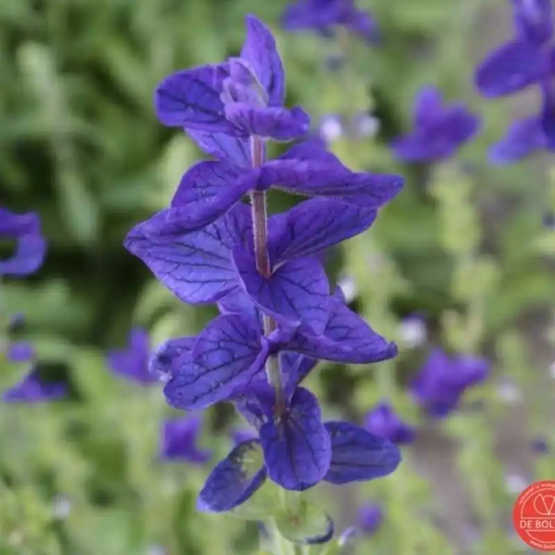 Salvia horminum, Bonte salie paars -zaden- - Eenvoudig retourneren