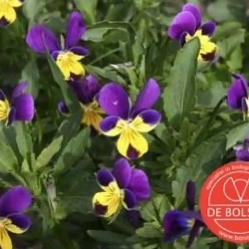 Nieuwe release | Viola tricolor, Driekleurig viooltje -zaden-