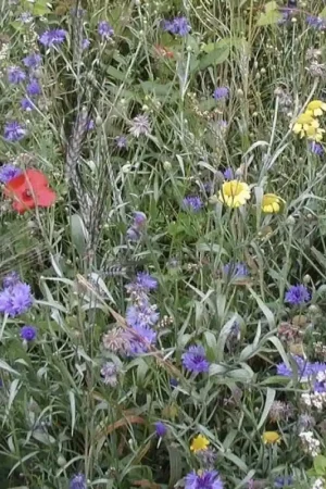 Akkerbloemenmengsel -zaden- | Laatste dagen