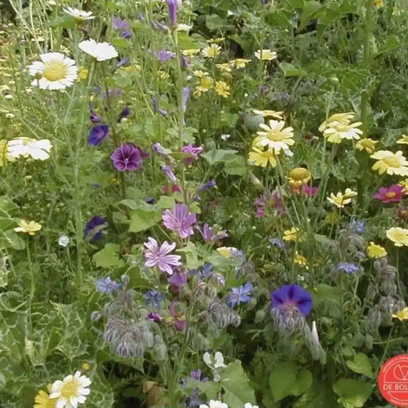 Bloemenmengsel Hoog -zaden- | Bestelbaar