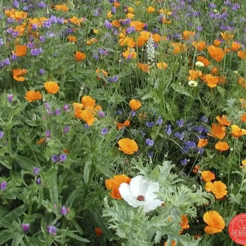 Bloemenmengsel Middelhoog -zaden- - Voordeelprijs