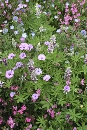 Zeer goed beoordeeld - Bloemenmengsel Laag -zaden-