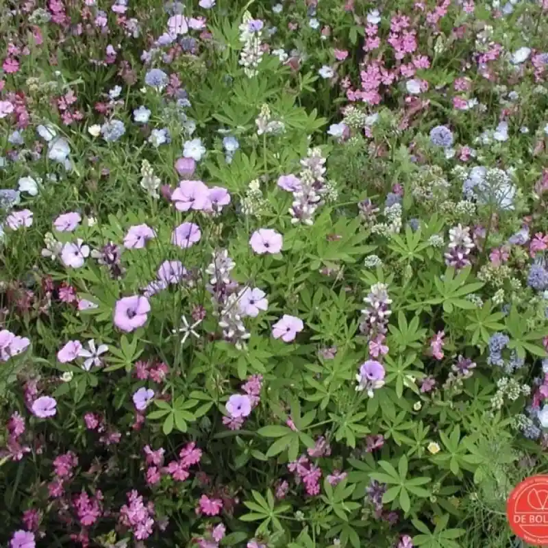Zeer goed beoordeeld - Bloemenmengsel Laag -zaden-