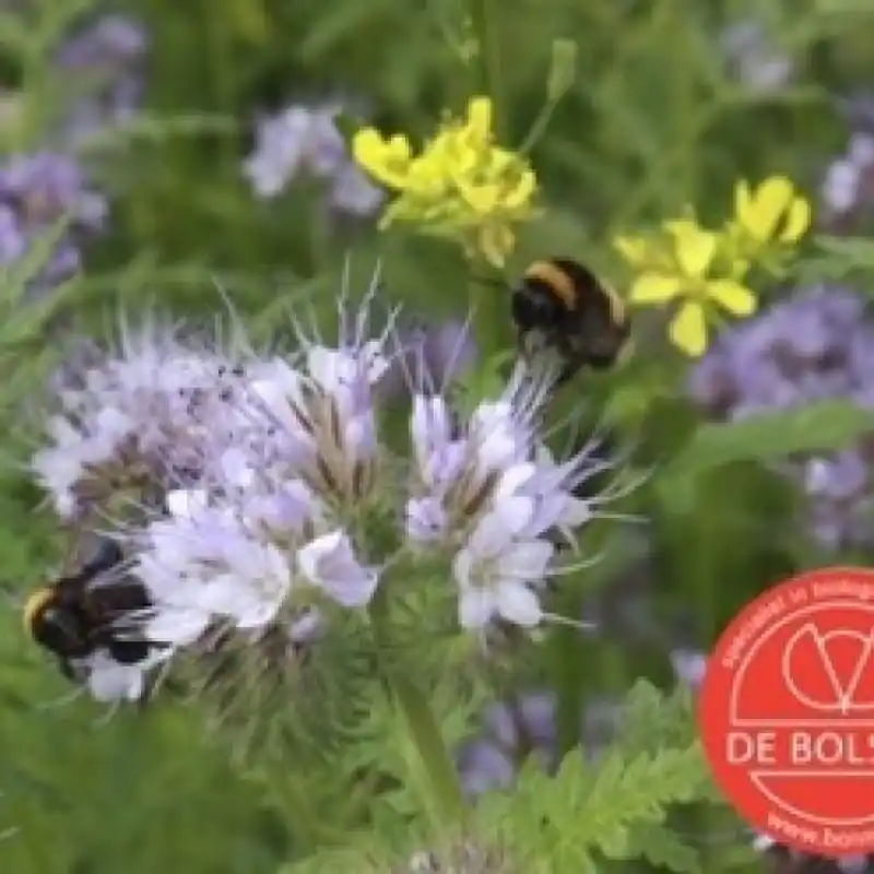Klantfavoriet | Bloemenmengsel Tübingermengsel -zaden-
