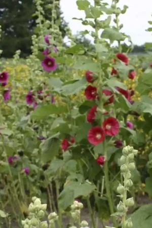Alcea rosea, Stokroos, gemengd -zaden- - Veel voordeel