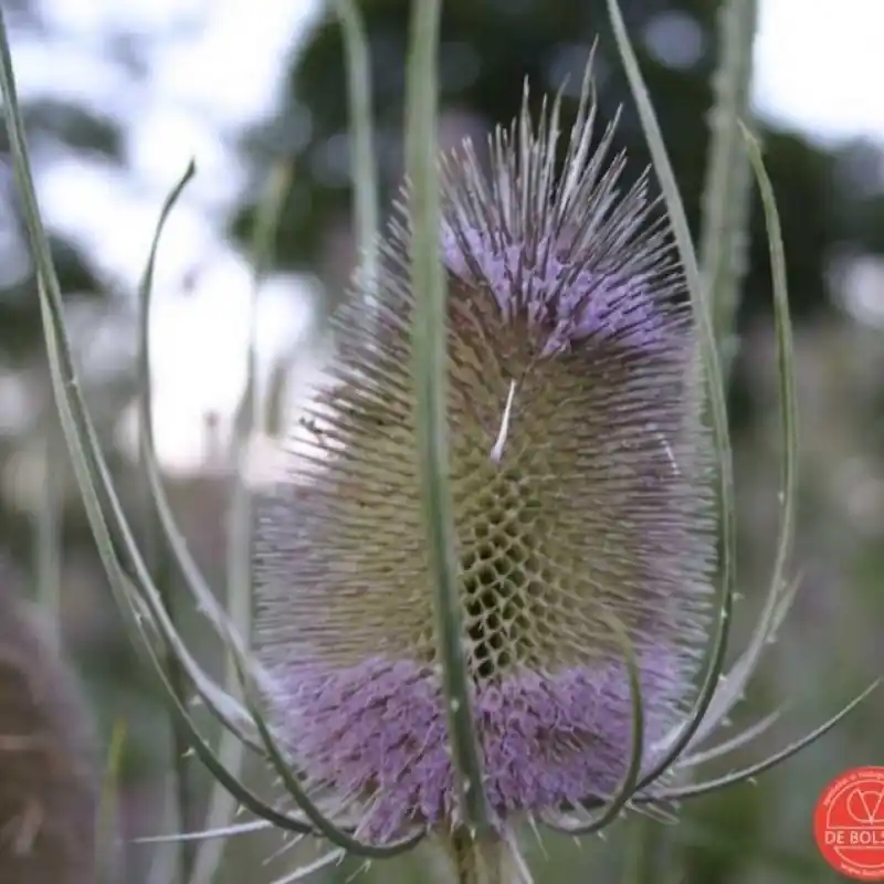 Online bestellen - Dipsacus fullonum, Grote kaardebol -zaden-
