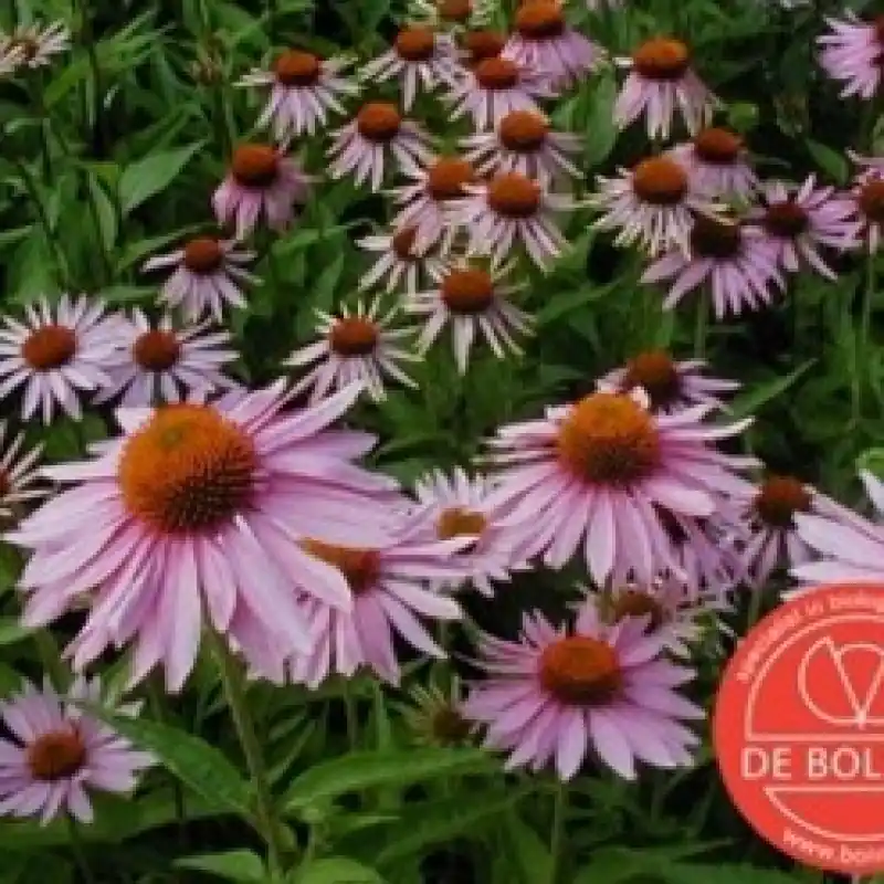 Nieuwe release | Echinacea purpurea, Rode zonnehoed -zaden-