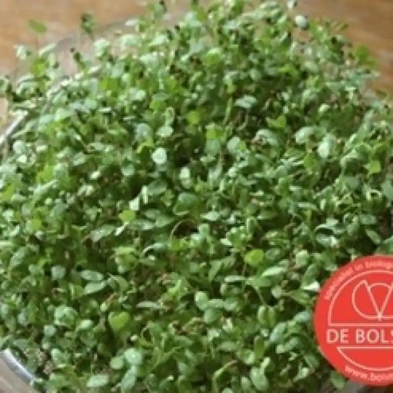 Kiemgroente Alfalfa, Medicago sativa -zaden- | Meest verkocht