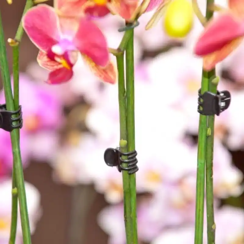 Scherpe prijs | Plantenklemmen, orchideeënclips zwart set à 10 stuks