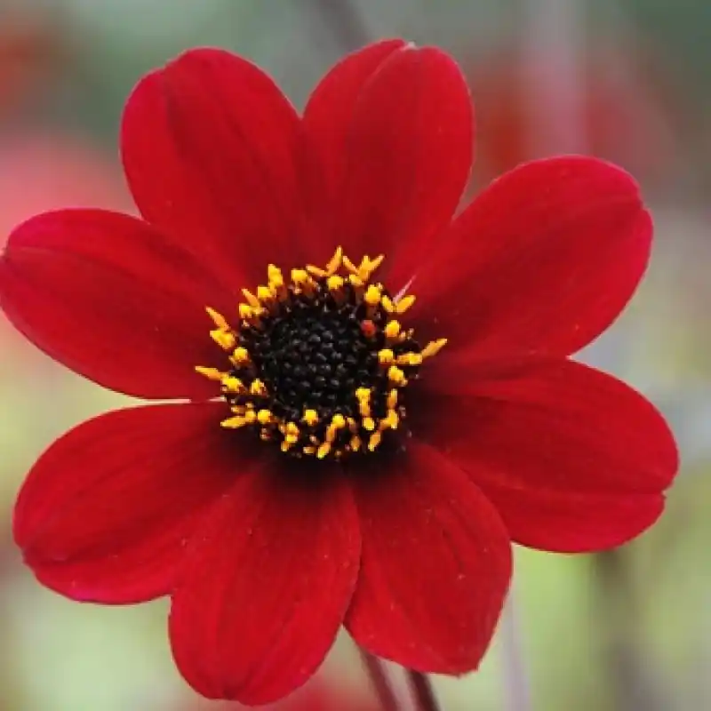 Gratis retourneren - Dahlia ‘Bishop of Auckland‘