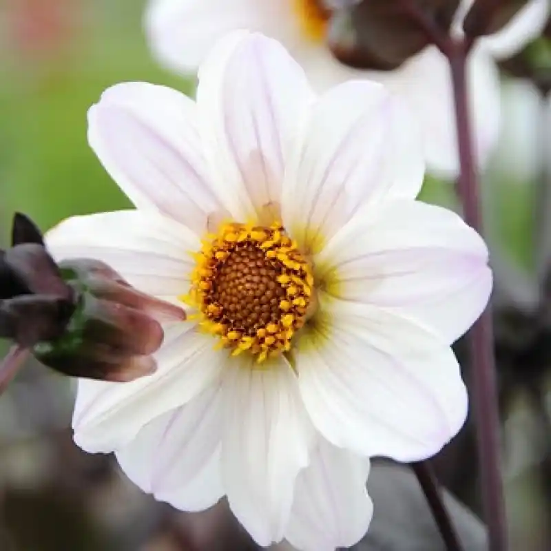 Dahlia ‘Bishop of Dover‘ | Rechtstreeks van de fabrikant