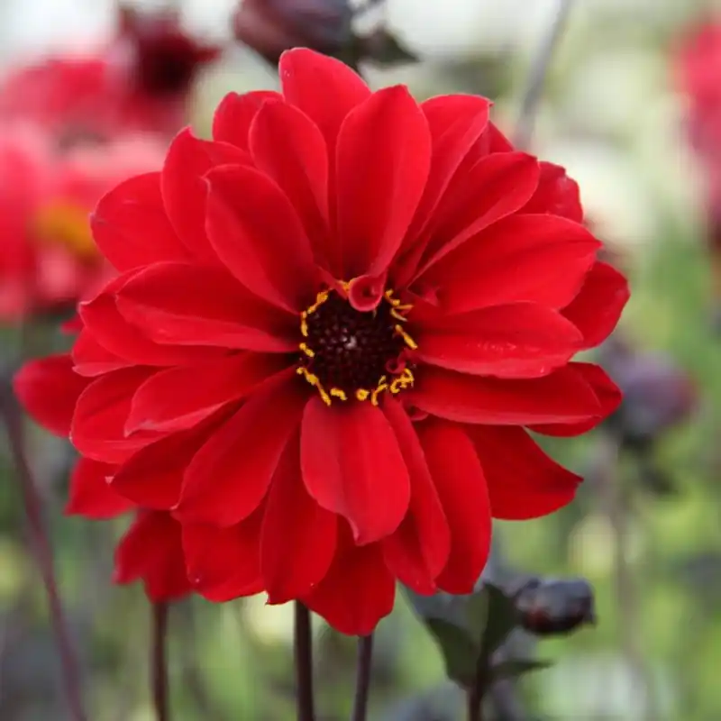 Dahlia ‘Bishop of Llandaff‘ | Voordeelprijs