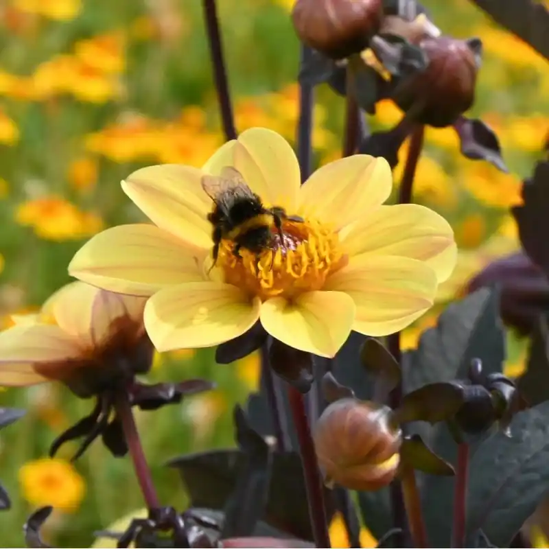 Topproduct | Dahlia ‘Bishop of York‘
