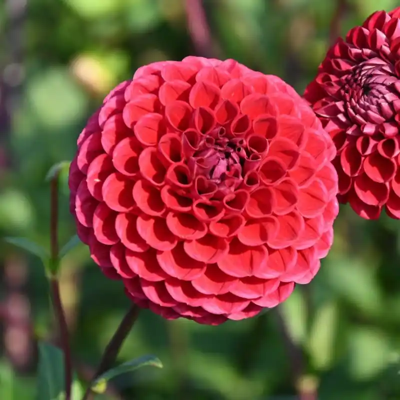 Dahlia ‘Cornel‘ - Meest verkocht
