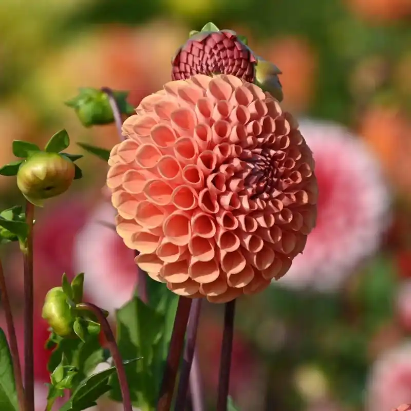 Dahlia ‘Cornel Brons‘ - Topkwaliteit
